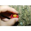 LL Baits Boilies pasta 200 ml - Mussel