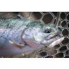 FISH UP Pupa 2