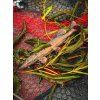 Fox Rage Ultra Realistic Pike Replicant 8